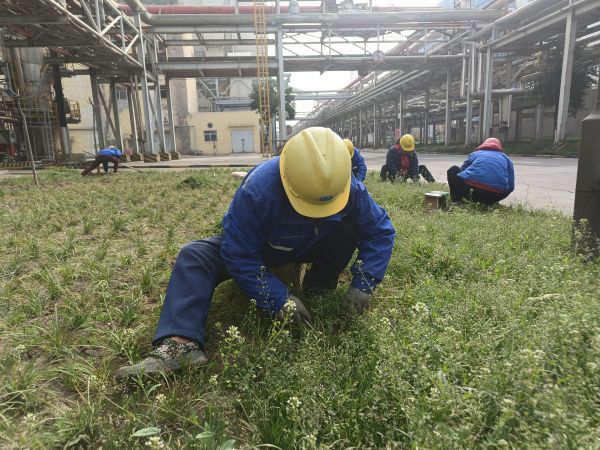 3月22日，行政保衛(wèi)部趙師傅等人在道路兩旁清除雜草。.jpg